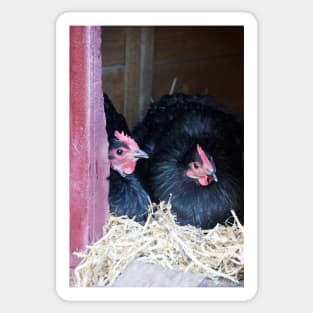 Two Black Chooks Sticker